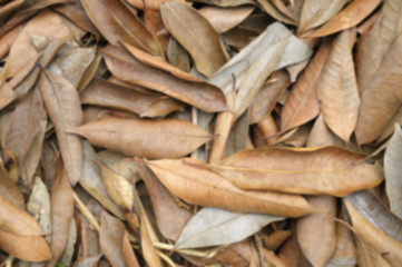 blurred Leaves, dried leaves yellow with bokeh, abstract backgro