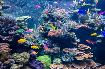 Fototapeta na wymiar Colorful fishes and corals in the aquarium