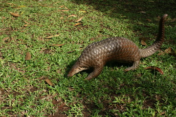 Obraz premium anteaters 