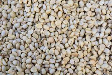 drying raw, unroasted coffee beans.