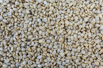 drying raw, unroasted coffee beans.