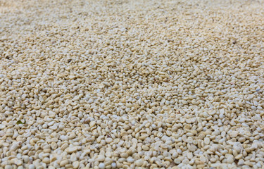 drying raw, unroasted coffee beans.