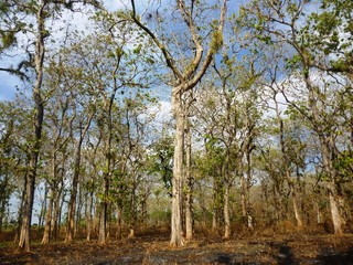 teak holz trees