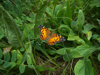 American Lady (Vanessa virginiensis) butterfly on green plants
