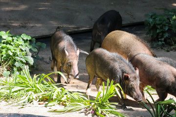wild boars in the zoo