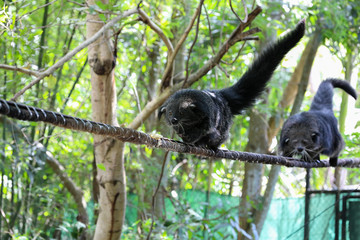 two binturong in the national zoo in Thailand
