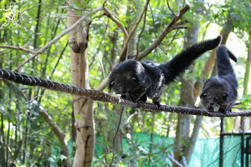 two binturong