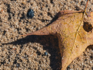 Leaf on Sand