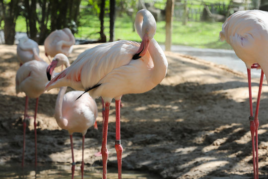 Pink flamingos at the zoo Khao Kheo in Thailand