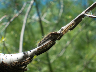 Brown Tail Moth Larvae cocoon in forest wood
