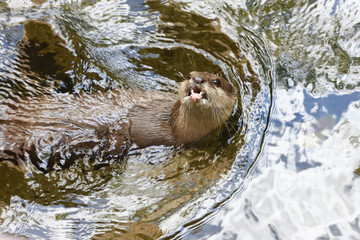 Lutra begging for food