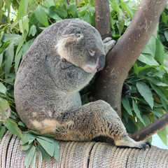 koala in the open zoo Khao Kheo in Thailand