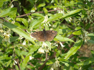 Columbine Duskywing (Erynnis lucilius) butterfly warming wings