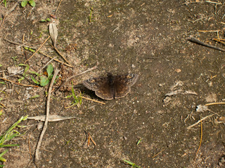 Columbine Duskywing (Erynnis lucilius) butterfly warming wings
