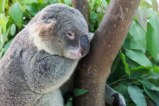 koala sleeping on tree