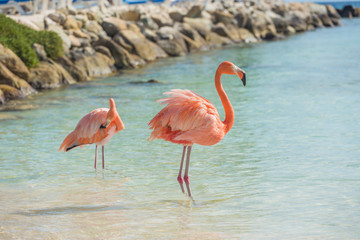 Two flamingos on the beach
