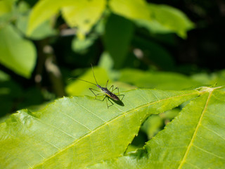 Insect on leaf in woods during summer
