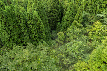 Fototapeta na wymiar Top view of forest