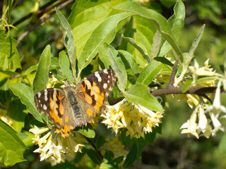 Painted Lady (Vanessa cardui) butterfly gathering nectar on flower in summer