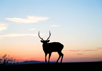 Deer standing top of mountain with sunset