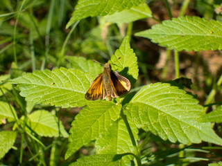 Skipper sunning wings on leaf blades in summer