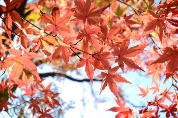 Maple Tree Garden in Autumn. Red Maple leaves in Autumn.