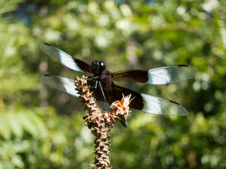 Widow Skimmer (Libellula luctuosa) warming wings on branch in summer