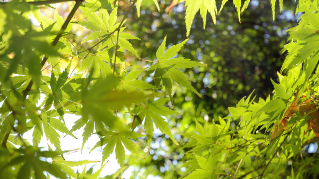 Green Japanese Maple leaves before Autumn.