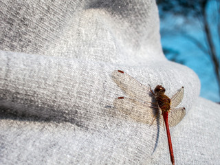 Ruby Meadowhawk (Sympetrum Rubicundulum) dragonfly perched on branch and leaf