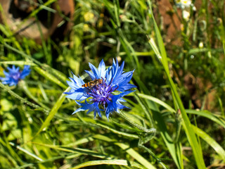 Bee on purple flower in Vaxholm, Sweden