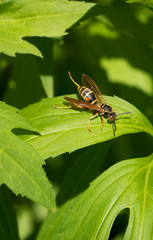 Hornet on leaf in summer