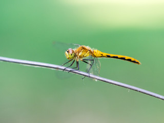 Ruby Meadowhawk (Sympetrum Rubicundulum) dragonfly on twig in summer