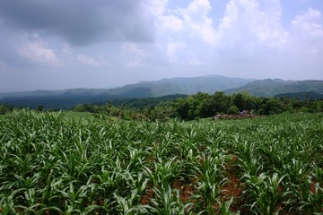 Beautiful Corn plants field with a nice dark blue sky