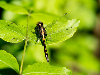 Dragonfly warming wings on a leaf in summer