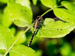 Dragonfly warming wings on a leaf in summer