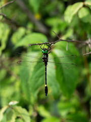 Swift River Cruiser (Macromia illinoiensis) dragonfly perched on twig