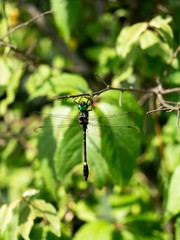 Swift River Cruiser (Macromia illinoiensis) dragonfly perched on twig