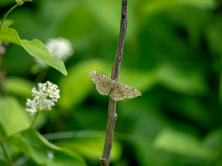 Moth a plant twig