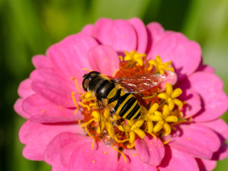 Bee on hot pink flower in Sweden