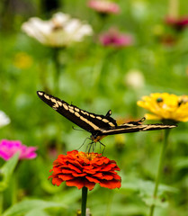 Black Swallowtail (Papilio polyxenes) butterfly landing on red flower
