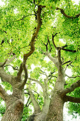 Fototapeta na wymiar 常緑樹、クスノキ、 エコロジーイメージ