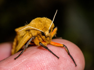 Corn Earworm Moth (Helicoverpa zea) resting on finger at night