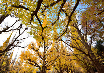 壮大なイチョウ並木の黄葉　-　神宮外苑、東京、日本