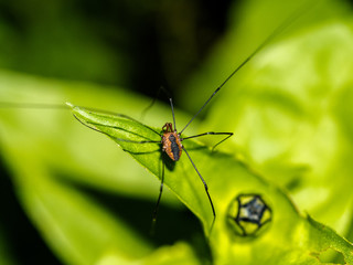 Harvestman (Leiobunum vittatum) arachnid on a leaf in the garden