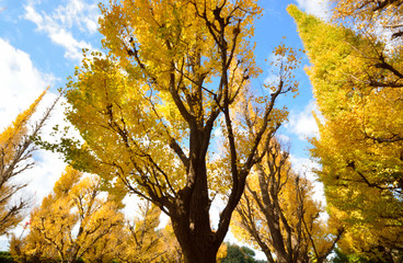 壮大なイチョウ並木の黄葉　-　神宮外苑、東京、日本