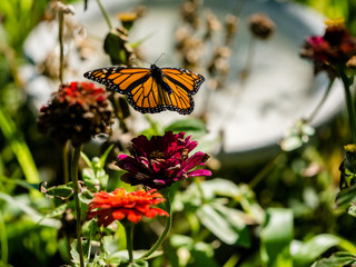Monarch (Danaus plexippus) flying around cosmos flowers in summer