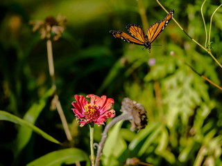 Monarch (Danaus plexippus) flying around cosmos flowers in summer