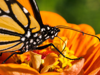 Monarch (Danaus plexippus) feeding on nectar from flower in summer garden