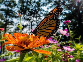 Monarch (Danaus plexippus) feeding on nectar from flower in summer garden