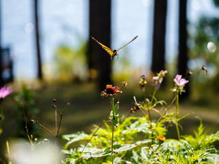 Monarch (Danaus plexippus) in flight around flowers by lake